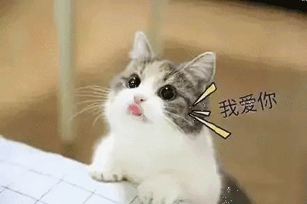 【抖音貓咪哄老公】超萌哄老公無(wú)水印表情包
